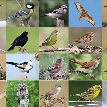 Marmaric بيت للعطل