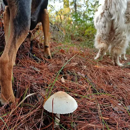 Marmaric بيت للعطل Bayindir