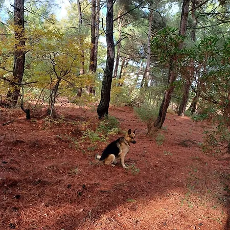 Ferienhaus Marmaric Bayindir