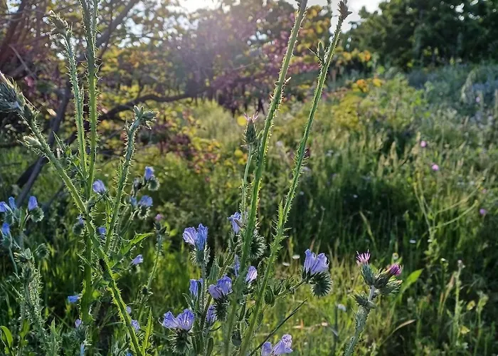 Marmaric * Bayındır
