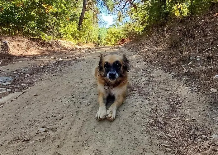 Marmaric * Bayındır