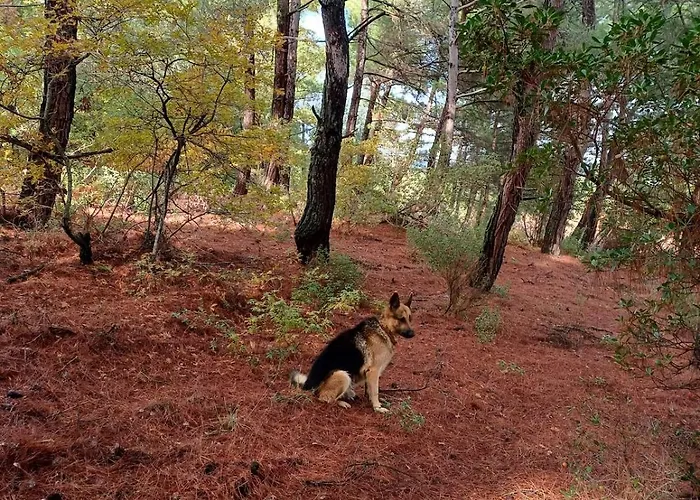 Tatil Evi Marmaric Bayindir (Izmir)
