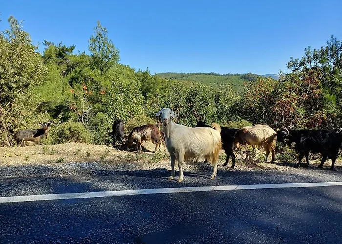 Marmaric Vakantiehuis *