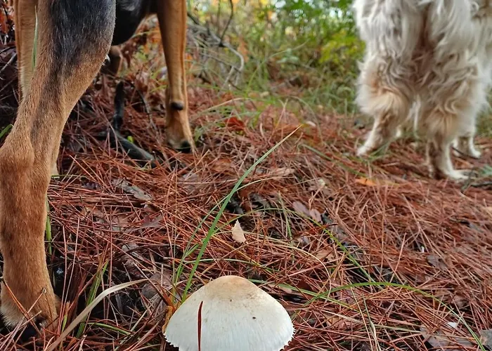 Marmaric Tatil Evi Bayindir (Izmir)