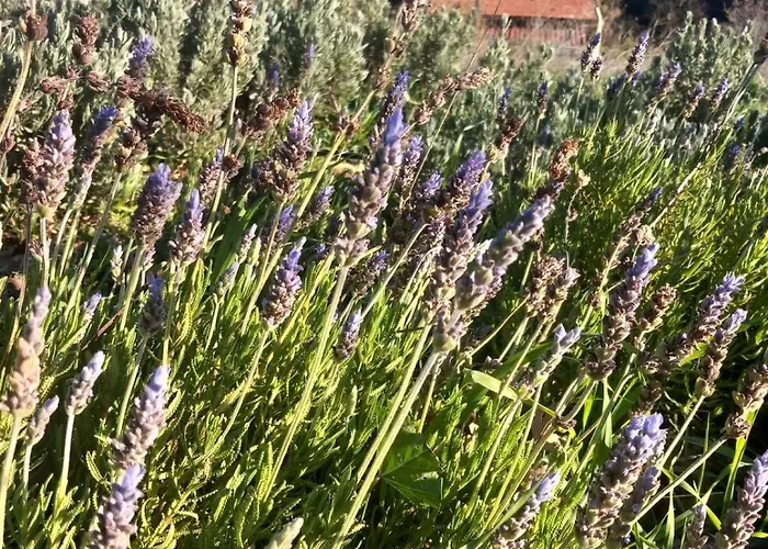 Nyaraló Marmaric Bayındır